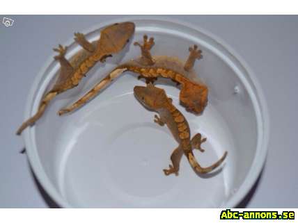 Crested gecko (ögonfransgecko) ungar