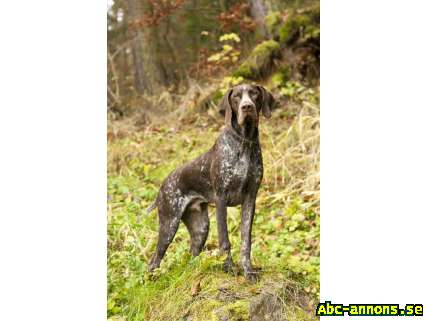 German Shorthaired Pointer puppies - color brown roan