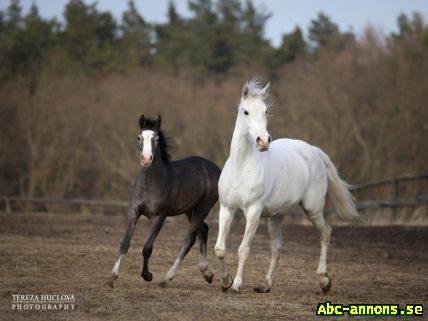 Shagya Arab - Shamar Shadí stallion, mar