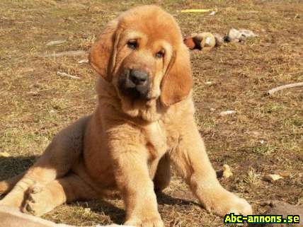 Spanish Mastiff puppies with pedigree