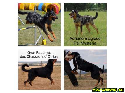 Beauceron puppies with FCI Pedigree