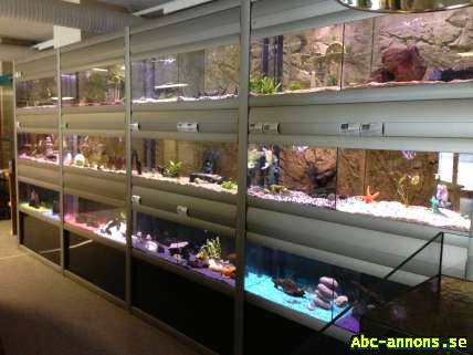 Komplett butiksinredning & akvarieställning